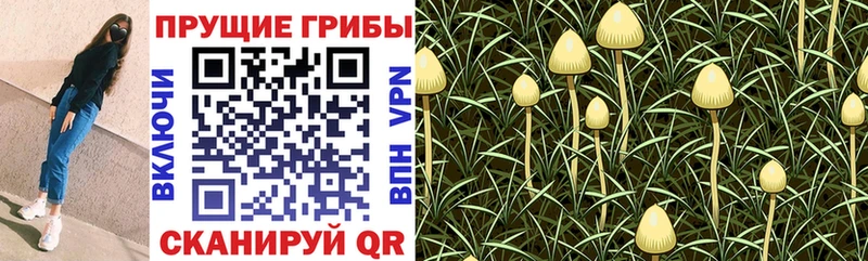 Псилоцибиновые грибы ЛСД  Краснообск 